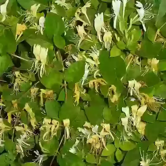 Lonicera japonica Halliana Honeysuckle 